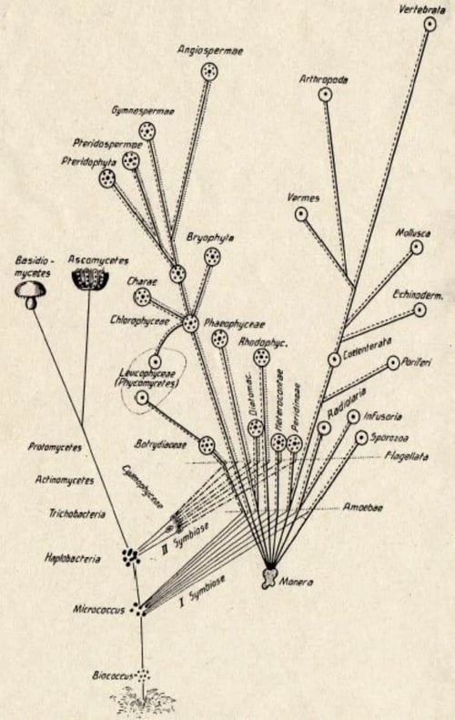 Konstantin_Mereschkowski_Symbiogenesis_Tree_of_Life_1