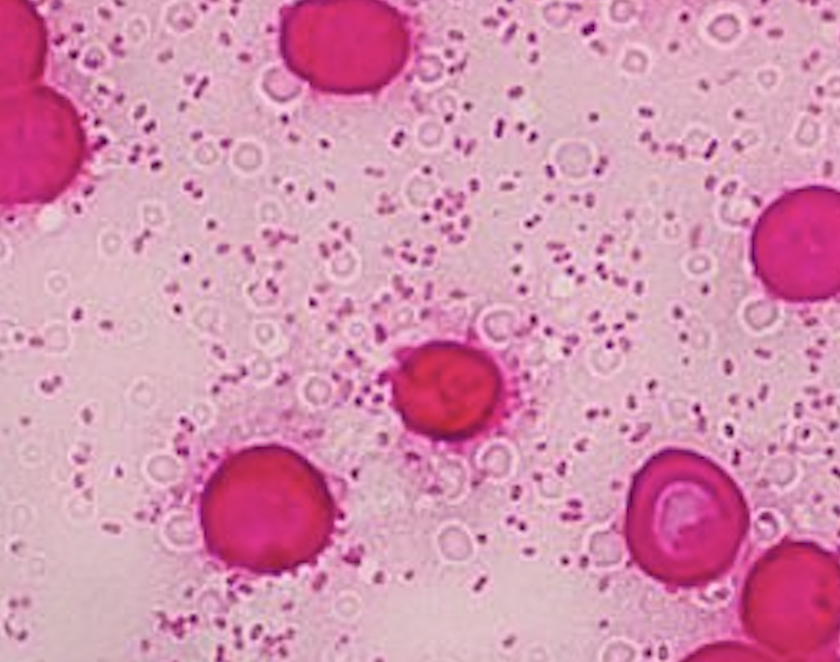 Screenshot 2025-07-30 at 11.29.54 AM