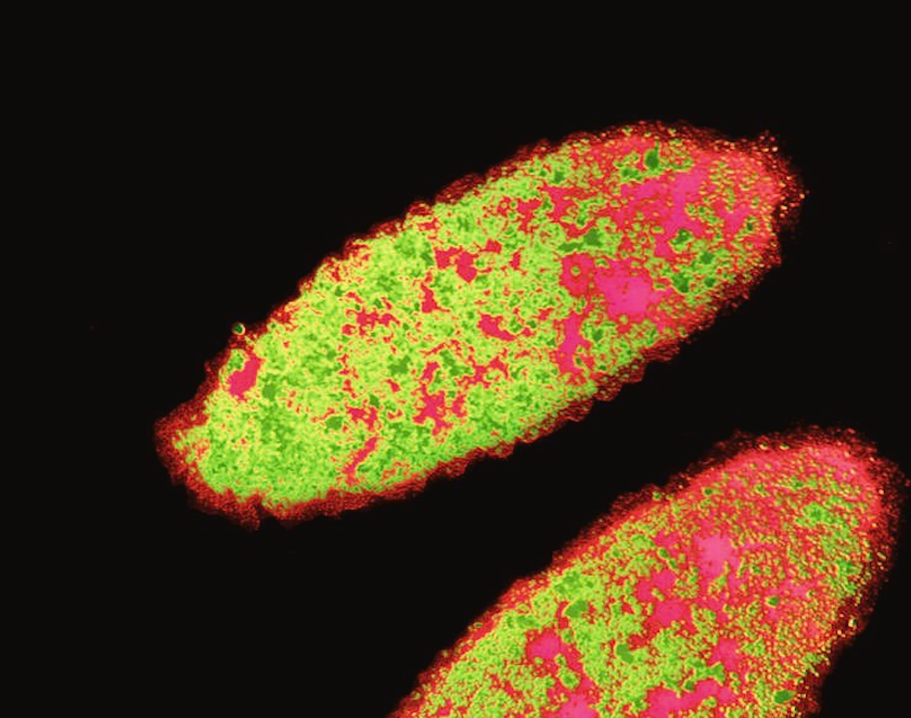 Screenshot 2025-07-30 at 11.30.17 AM