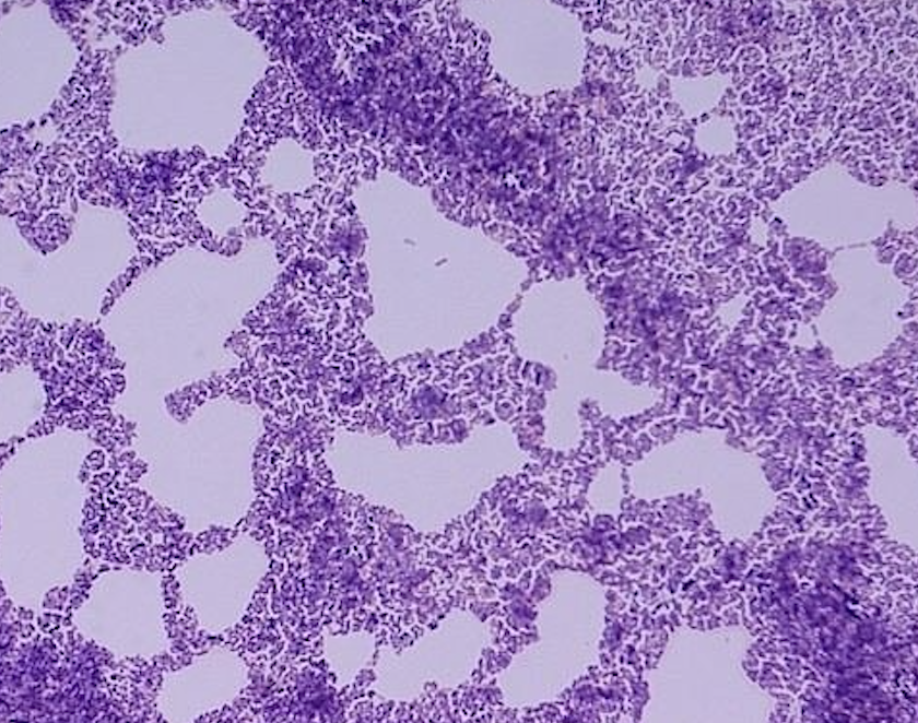 Screenshot 2025-07-30 at 11.30.25 AM