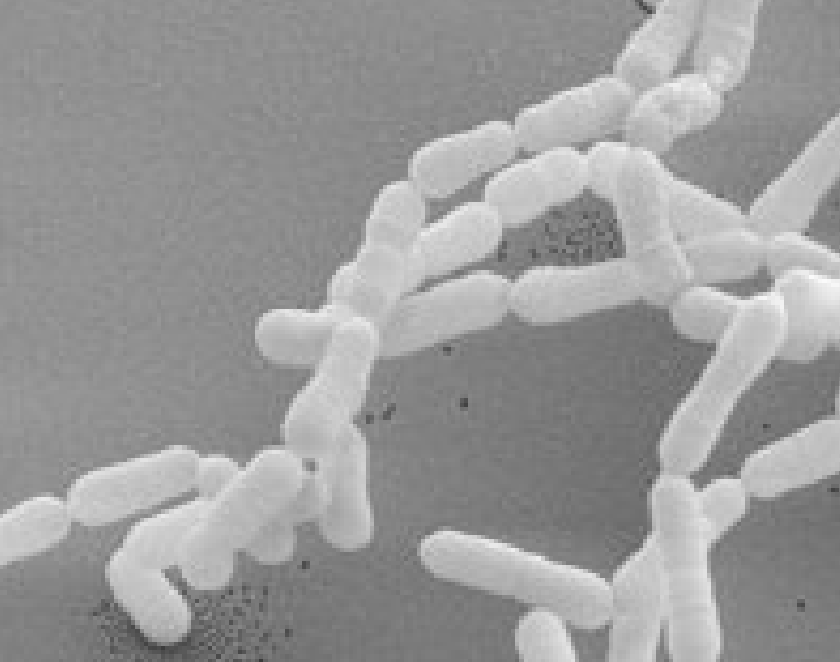 Screenshot 2025-07-30 at 11.31.04 AM-1