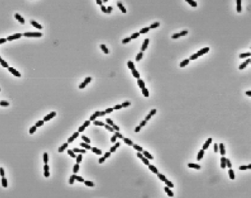 Screenshot 2025-07-30 at 11.31.19 AM