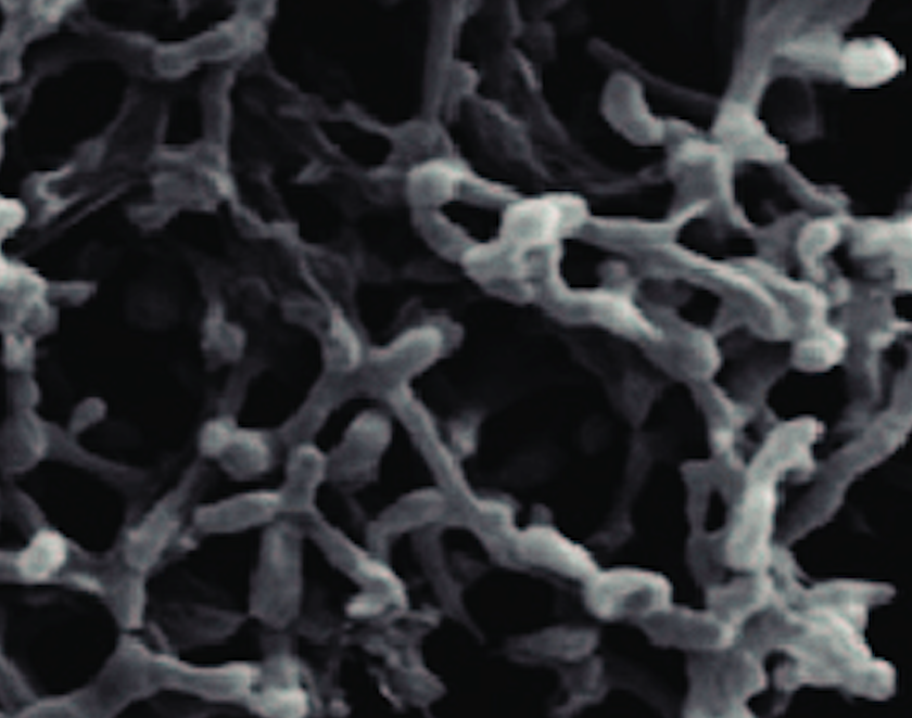 Screenshot 2025-07-30 at 11.32.00 AM